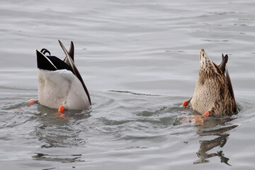 Upside down ducks looking for food