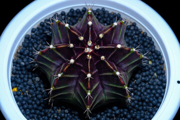 cactus Gymnocalycium​ Mihano​ Ruby