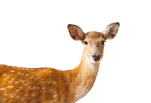 Deer looking isolated on white background , clipping path