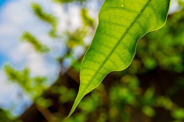 Green leaf pattern on natural sky background