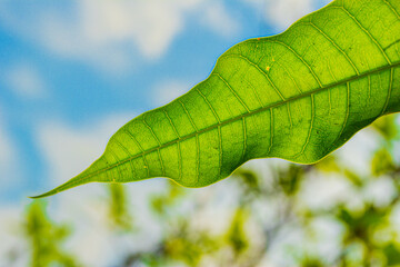 Green leaf pattern on natural sky background