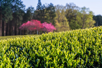 Obraz premium 富士市大渕笹場茶畑から富士山夕景