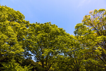 (東京都ｰ都市風景)春の代々木公園風景１０