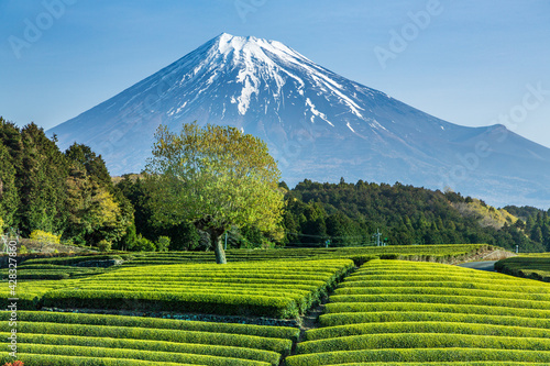 Fototapete 富士市大渕笹場から朝日を浴びて緑色に輝く新茶の目と青空に映える富士山 Umibozze Fototapete 富士市大渕笹場から朝日を浴びて緑色に輝く新茶の目と青空に映える富士山 Umibozze