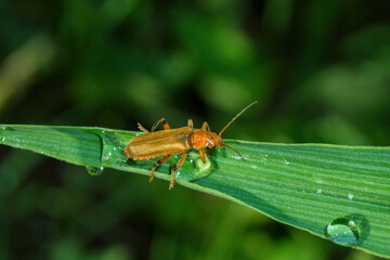 The common soldier beetle (Latin: Cantharis rufa), is a species of soldier beetle (Cantharidae) on a green leaves daylilies background, closeup. Soft selective focus.
