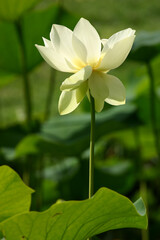 fleur de Lotus d'Amérique