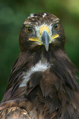 aigle royal en gros-plan