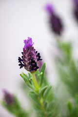Beautiful lavender flowers in a pot