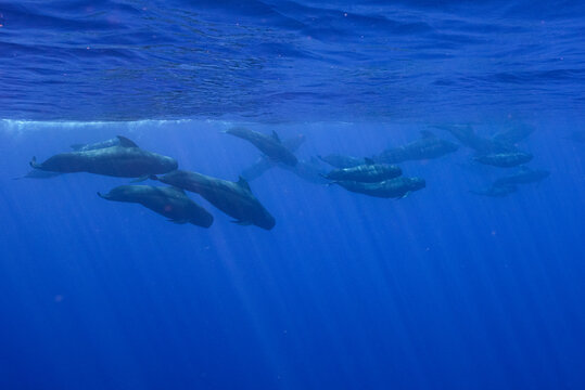 「ゴンドウクジラ」の写真素材 1,901件の無料イラスト画像 Adobe Stock