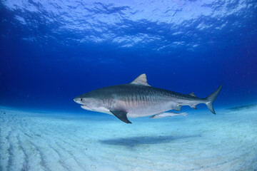 Obraz premium タイガーシャーク