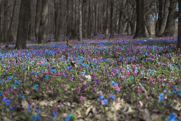 field of snowdrops in the spring forest, purple and blue. colored carpet of flowers