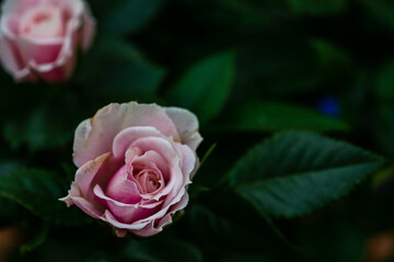 Dusty pink rose bush