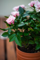 Dusty pink rose bush