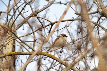 Sparrow bird perched on tree branch. House sparrow female songbird (Passer domesticus) sitting singing on brown wood branch with yellow gold sunshine live background. Sparrow bird wildlife.