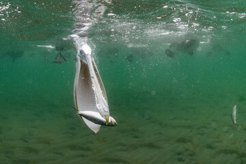 ペリカンの捕食