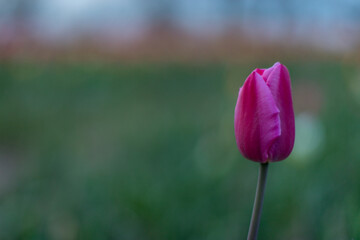 Tulpen, Frühling, Blumen, Blumenfeld, Blumenbeet, blüten, Blütenblätter, bunt, farbenroh,...