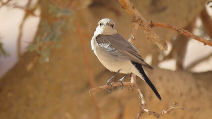 A Bird standing on a branch of a tree, Gray sparrow.