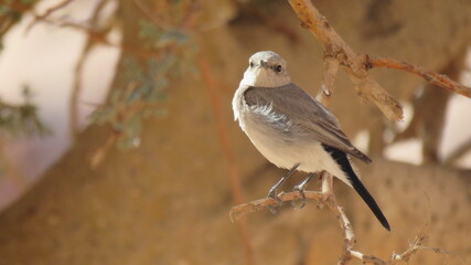 A Bird standing on a branch of a tree, Gray sparrow.