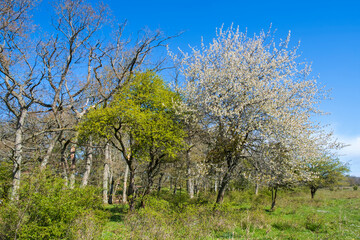 Fototapeta na wymiar Blossom cherry trees a sunny day at spring