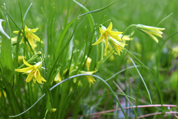 Early spring little flowers Yellow star of Bethlehem (Gagea lutea) with the leaves look like grass....