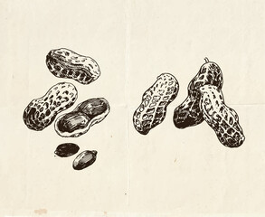 Vintage drawings of peanuts, hand drawn food illustration