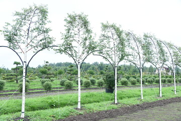 Conifer formed plants nursery. Topiary bonsai and niwaki garden trees and shrubs