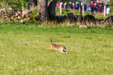 Obraz na płótnie Canvas Running Hare on a meadow with a group of people in the background