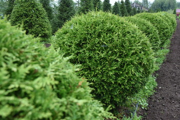 Conifer formed plants nursery. Topiary bonsai and niwaki garden trees and shrubs