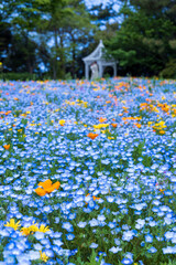 名古屋市港区　ワイルドフラワーガーデン　ブルーボネット　ワイルドフラワーの里　ネモフィラとガゼボ2