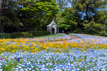 名古屋市港区　ワイルドフラワーガーデン　ブルーボネット　ワイルドフラワーの里　ネモフィラとガゼボ3