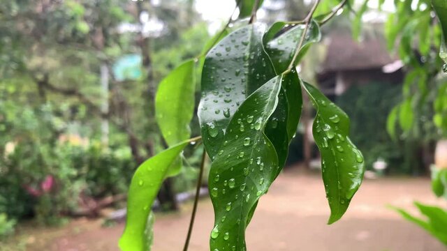 Water Drop On The Leafs Of Banyan Tree. Beauty in nature