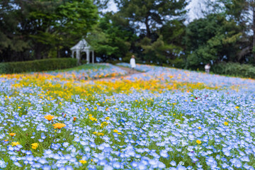 名古屋市港区　ワイルドフラワーガーデン　ブルーボネット　ワイルドフラワーの里　ネモフィラとガゼボ4