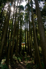 Fototapeta premium 森の中の光る社 白山神社 飯給駅