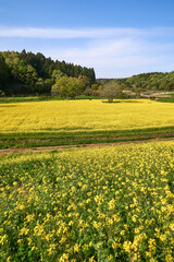 広大な菜の花畑　ミツバチ牧場　市原市