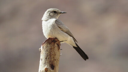 A Bird standing on a branch of a tree, Gray sparrow.