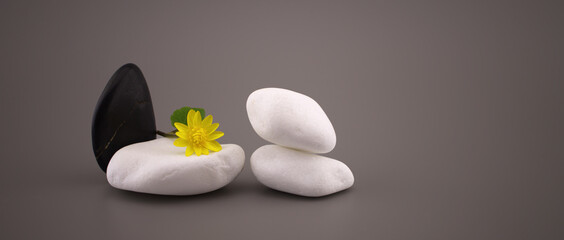 Black and white stones and yellow spring flower