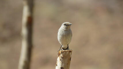 A Bird standing on a branch of a tree, Gray sparrow.