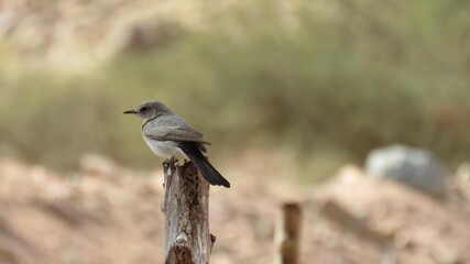 A Bird standing on a branch of a tree, Gray sparrow.