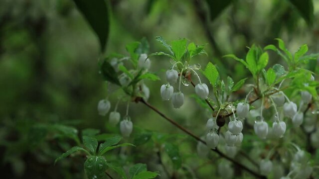 雨の中で咲くドウダンツツジ	
