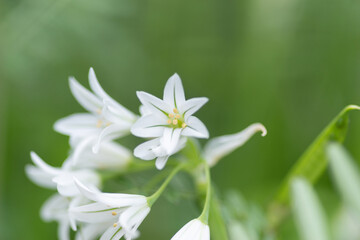 春に咲く白い花　アリウムトリケトラム
