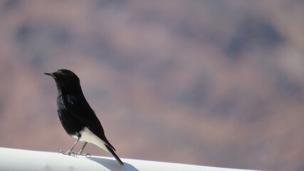 Male Pied Bushchat ( Saxicola caprata ) bird in nature Egypt