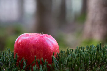 Red apple (malus) in green moss on forest floor. Fruit in the woods.