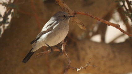 A Bird standing on a branch of a tree, Gray sparrow.