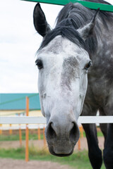 Dappled white black horse close up portrait. Inside of paddock fence