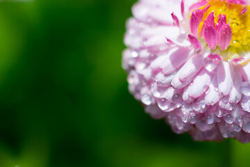 Daisy flower part in the corner as floral background with copy space and bokeh. Wet petals with small water drops