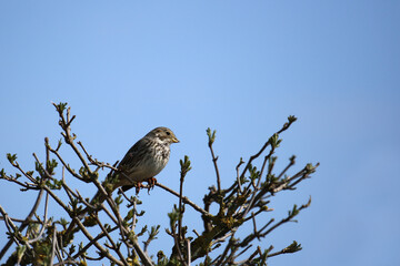 Grauammer Emberiza calandra auf einem Baum 