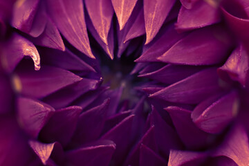 Close up macro photo of fragile dahlia core, flower center