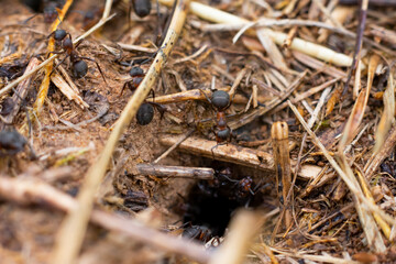 Hole of anthill and lots of running ants around