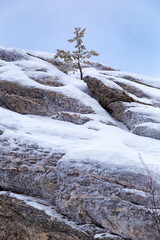 Small Conifer on Top of Snowy Rock in Winter