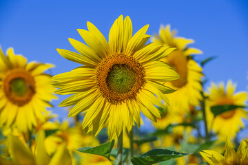 Beautiful landscape with sunflower field over blue sky